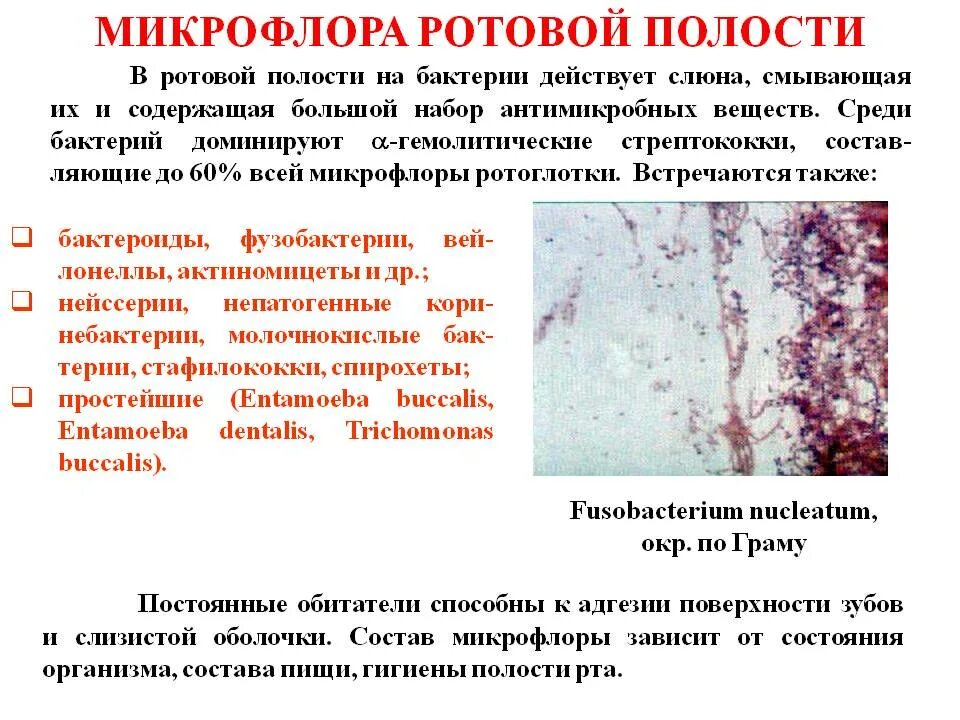 Какие бактерии во рту