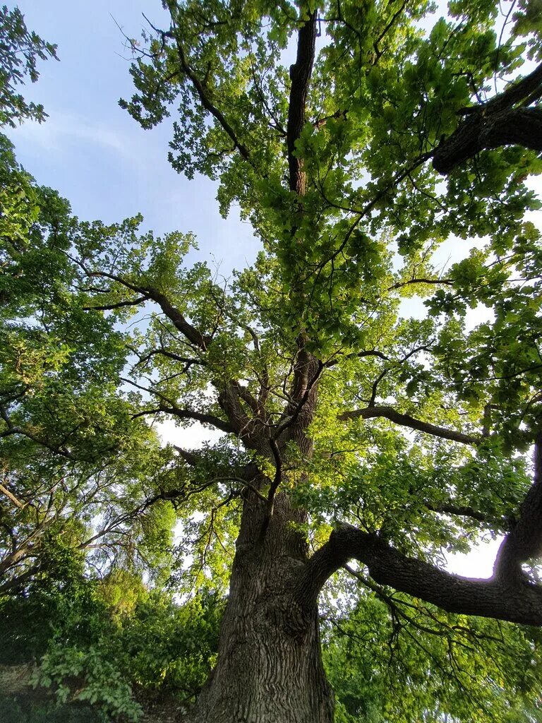 панский дуб шебекино. дуб долгожитель обуховка. старый оскол дуб долгожитель. село дубы. панский дуб белгородская область.