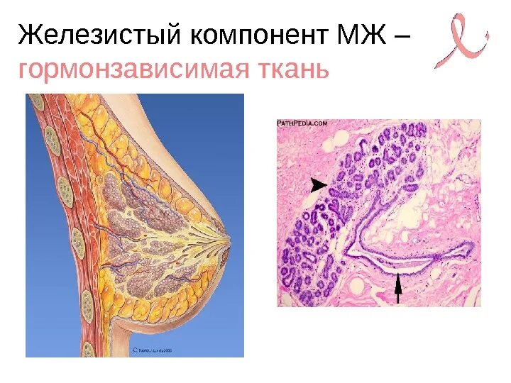 Органы железистой ткани. Молочная железа железистая ткань. Железистая ткань молочной железы.