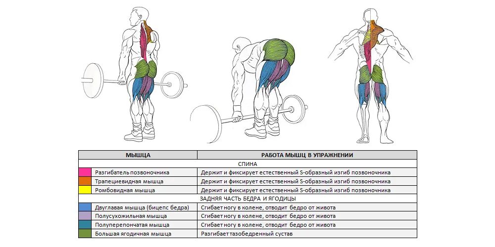 Тяга мышц. Становая тяга мышцы задействованы разгибатель позвоночника. Румынская тяга мышцы задействованы. Становая тяга схема мышц. Мышцы задействованные при становой тяге.