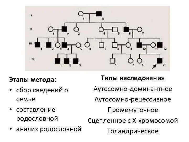 Голандрический Тип наследования родословная. Аутосомно-доминантное наследование родословная. Х сцепленный рецессивный Тип наследования. Родословная с аутосомно-доминантным типом наследования. Кудрявые волосы рецессивный