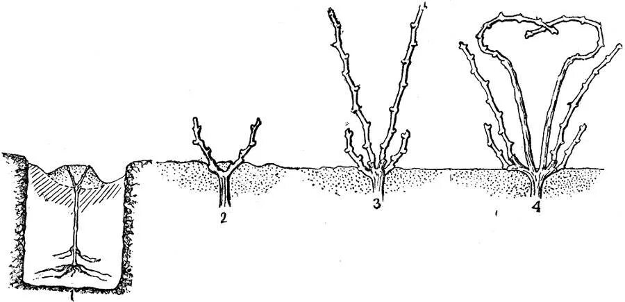 Формировка укрывного винограда. Формировка винограда в Сибири. Посадка винограда весной саженцами для начинающих в Сибири. Посадка винограда весной саженцами для начинающих.