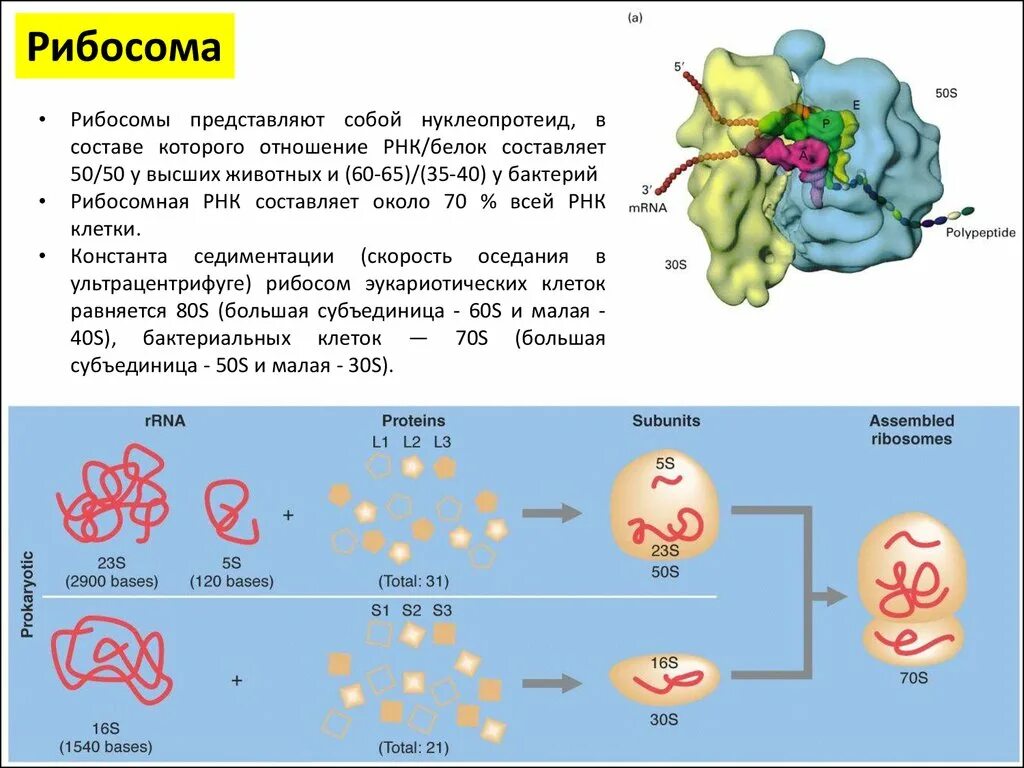 Рибосомы представляют собой. Рибосома РНК. Рибосома представляют собой нуклеопротеид. Белок в состав рибосомы.