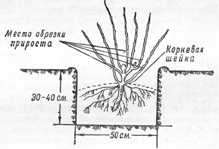 Смородина как сажать