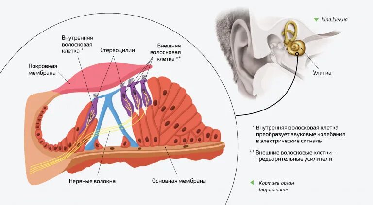 Слуховой анализатор строение рецепторы. Слуховые рецепторы внутреннего уха. Рецепторный отдел слуховой сенсорной системы. Строение слуховых рецепторов улитки. Рецепторы слуховой сенсорной системы.