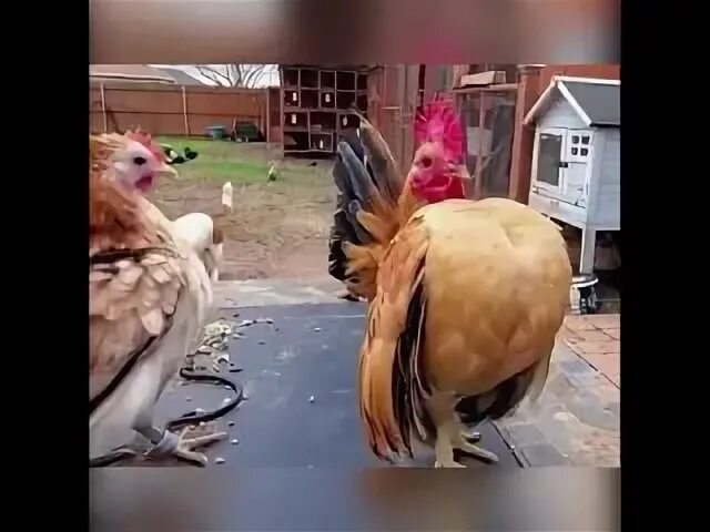Хозяин петуха