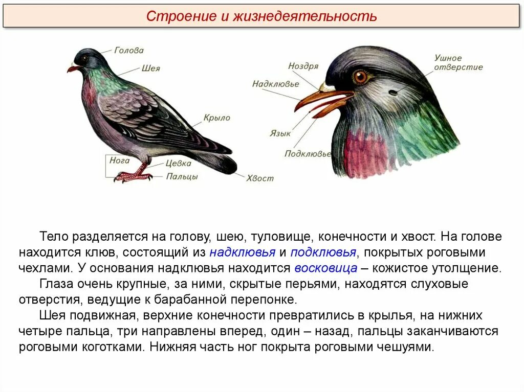 Кожные железы у птиц. Класс птицы Aves. Слуховое отверстие у птиц. Ушные отверстия у птиц. Слуховое углубление у птиц.