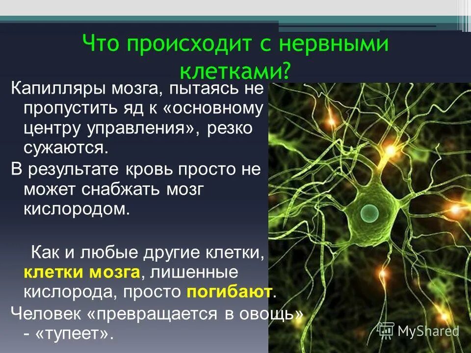 Что происходит. Восстановление нервных клеток. Нервные клетки бывают. Как выглядят Нейроны головного мозга. Нервная клетка живого организма.