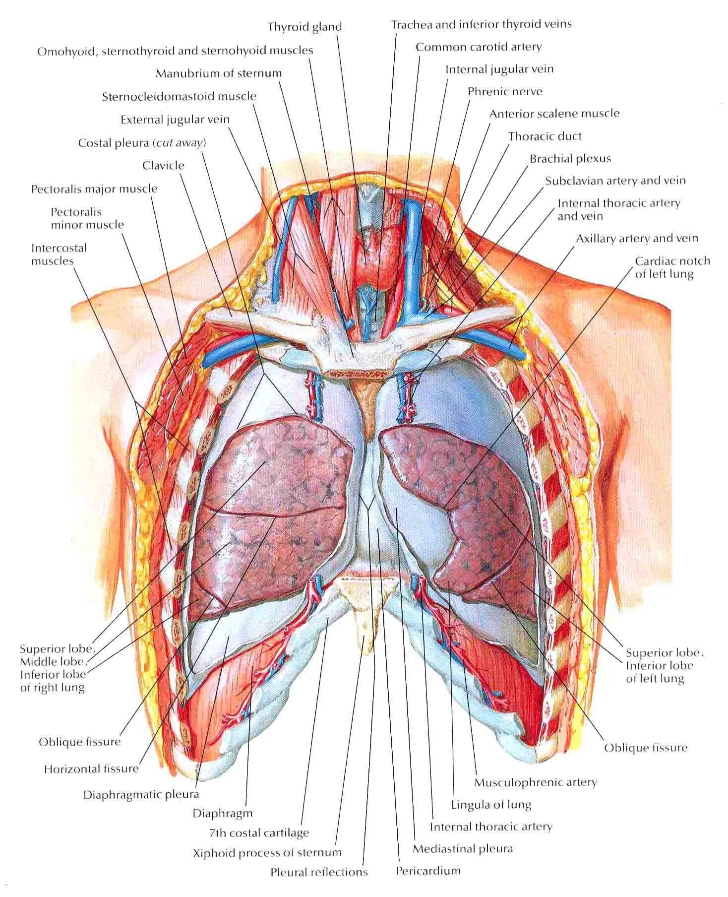 Грудная клетка человека строение анатомия с органами. Средостение атлас Неттера. Анатомический атлас грудной клетки. Атлас Неттера грудная клетка. 1 расположение легких