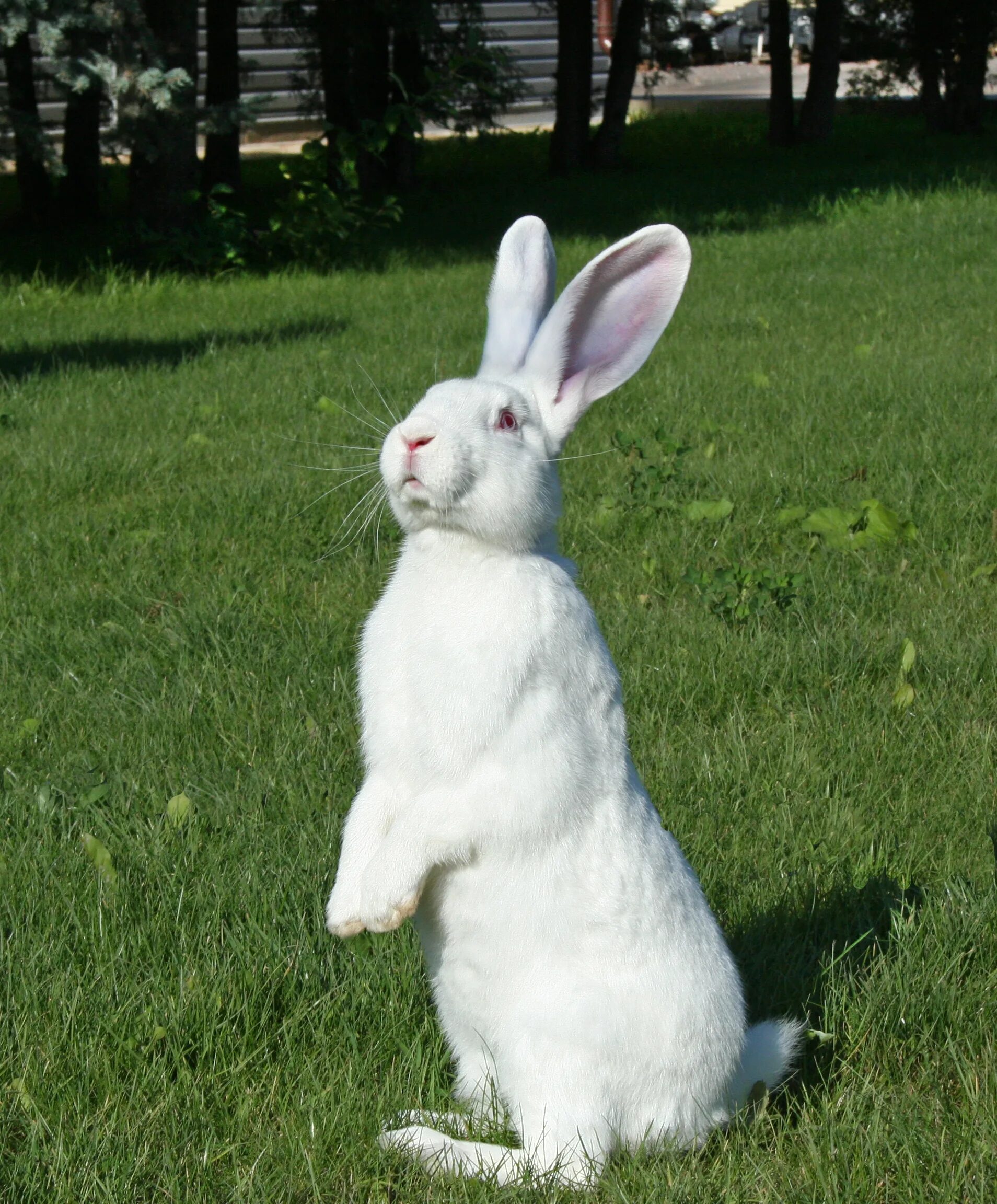 Кролик мем. Мемы с кроликами. Кролик кролик Мем. Кролик Bunny Мем.