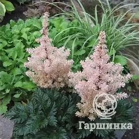 Астильба лучшие сорта. Астильба лучшие сорта