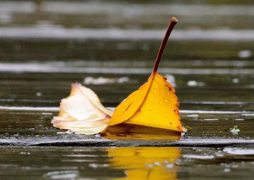 Падающие листья в воду. Осенние листья на воде. Листик на воде. Листья в луже. Осенняя листва на воде.