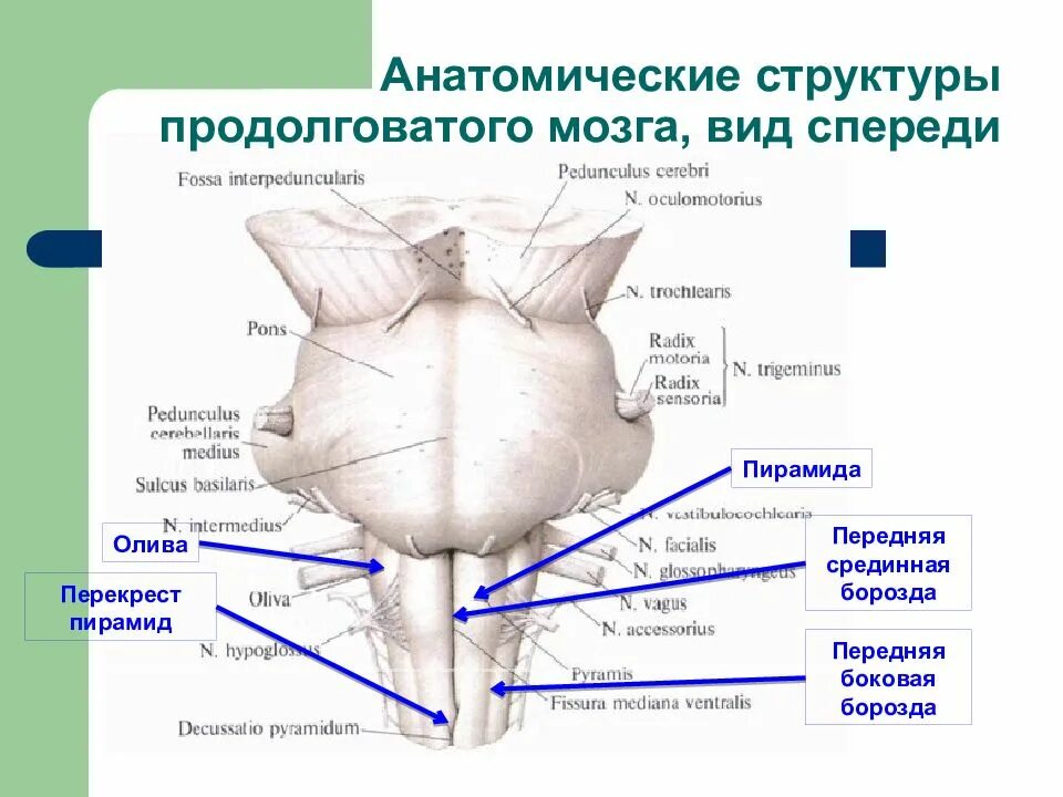 Анатомические структуры передней доли гипофиза. Строение почки почечная лоханка. Укажите анатомические структуры. Особенности строения поясничного позвонка. Продольный разрез головного мозга схема.