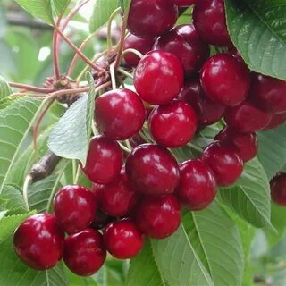 Сорт кислой вишни