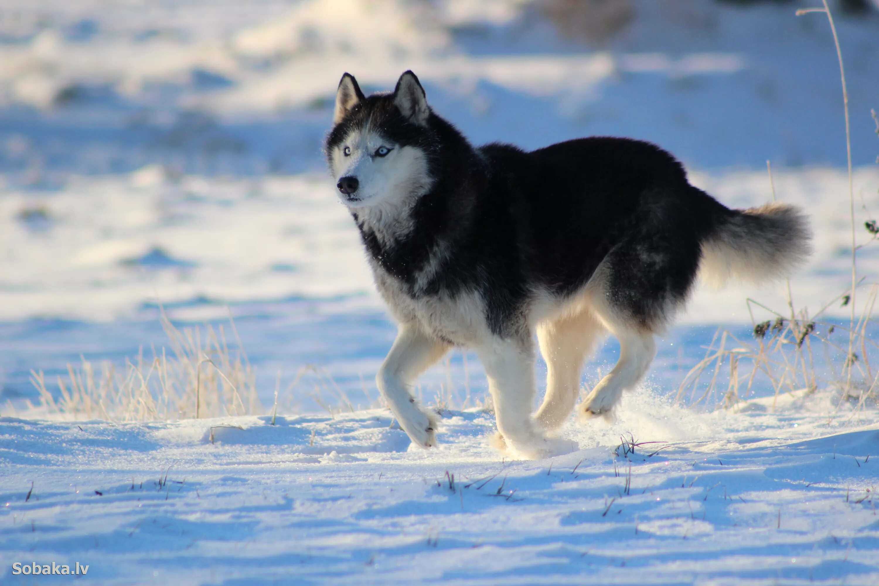 Порода сибирский хаски. Сибирский хаски. Сибирский хаски / Siberian Husky. Собаки хаски Sibirskaya-haski.