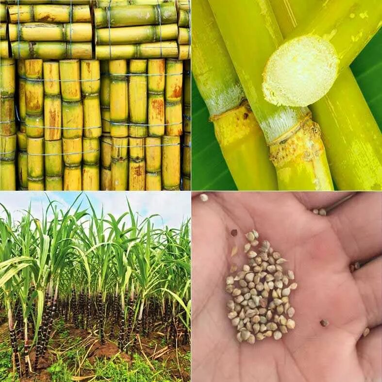 тростниковый сахар растение. сахарный тростник в луизиане. сахарный тростник культивируемый. сахарный тростник культивируемый. где растет сахарный тростник.