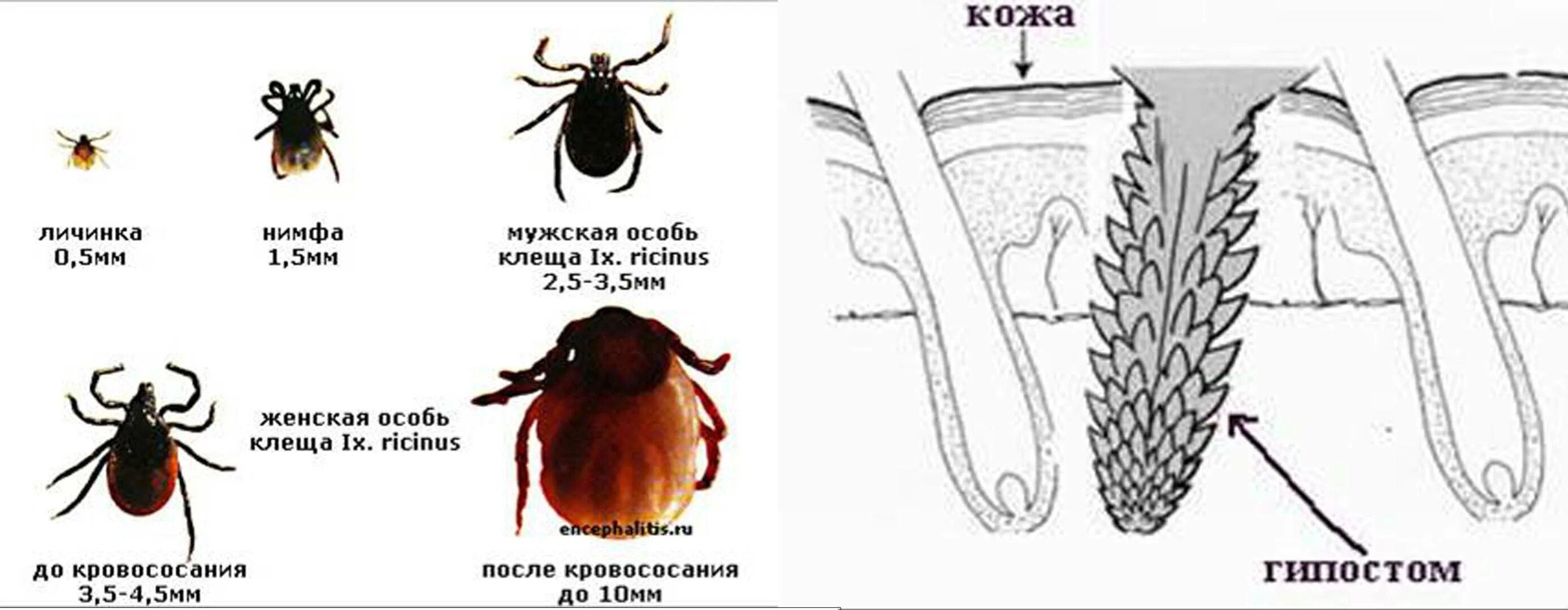 Сколько живет клещ без еды. Иксодовый клещ схема. Стадии размножения клеща. Размер личинки иксодового клеща. Жизненный цикл иксодовых клещей схема.