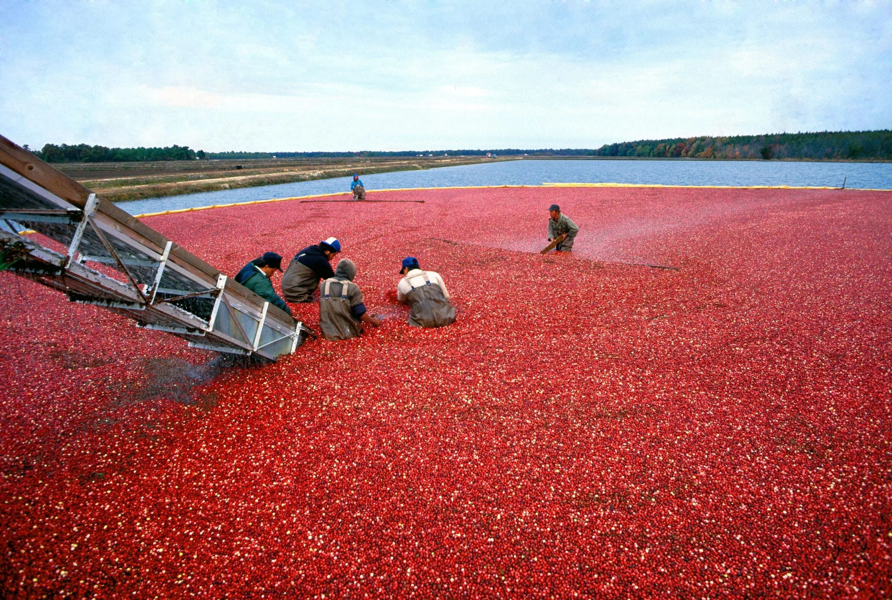 Поле брусники