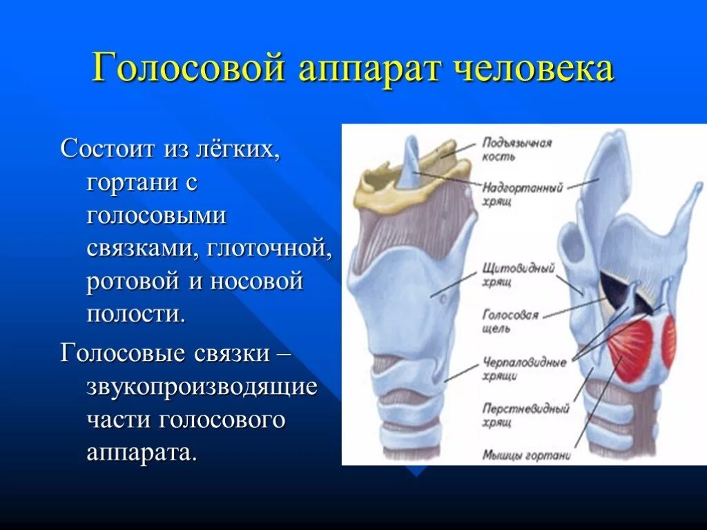 В состав какой системы входит гортань. Строение голосового аппарата связки. Строение гортани для вокалиста. Голосовой аппарат. Люди с аппаратами головы.