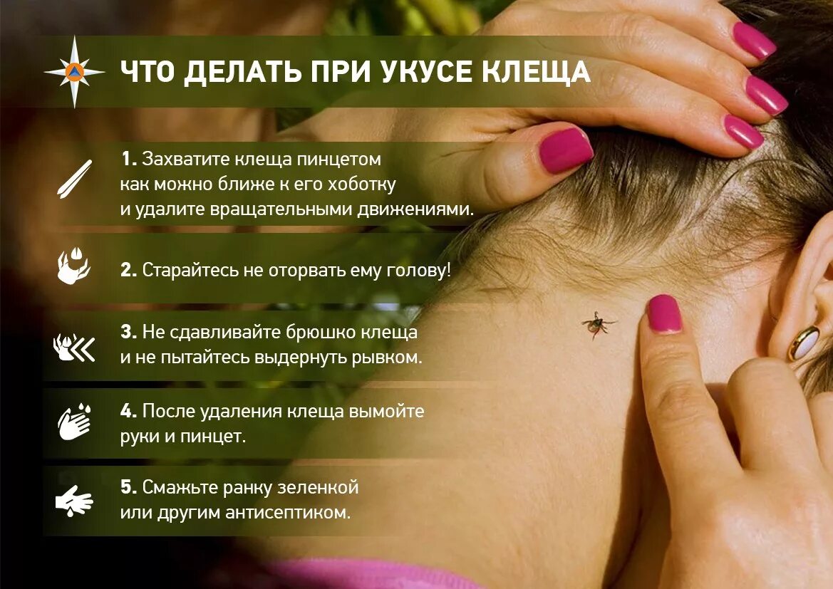 памятка что делать если укусила собака. что делать если укусила собака. покусала собака что делать куда обращаться. что нужно делать когда тебя укусила собака. что делать при укусе собаки.