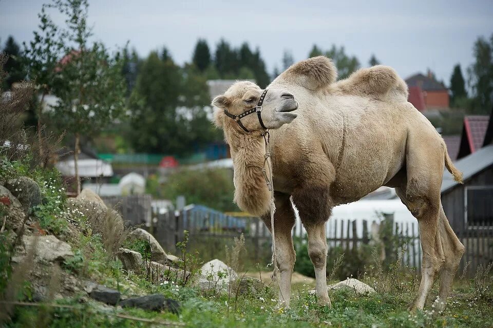 египет верблюды прогулка. верблюд на армянском. верблюд в пустыне. армянские частушки на горе стоит верблюд. оседлые бедуины израиля.