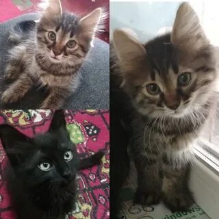 Отдам котенка девочка