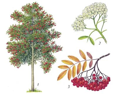 Плод рябины рисунок