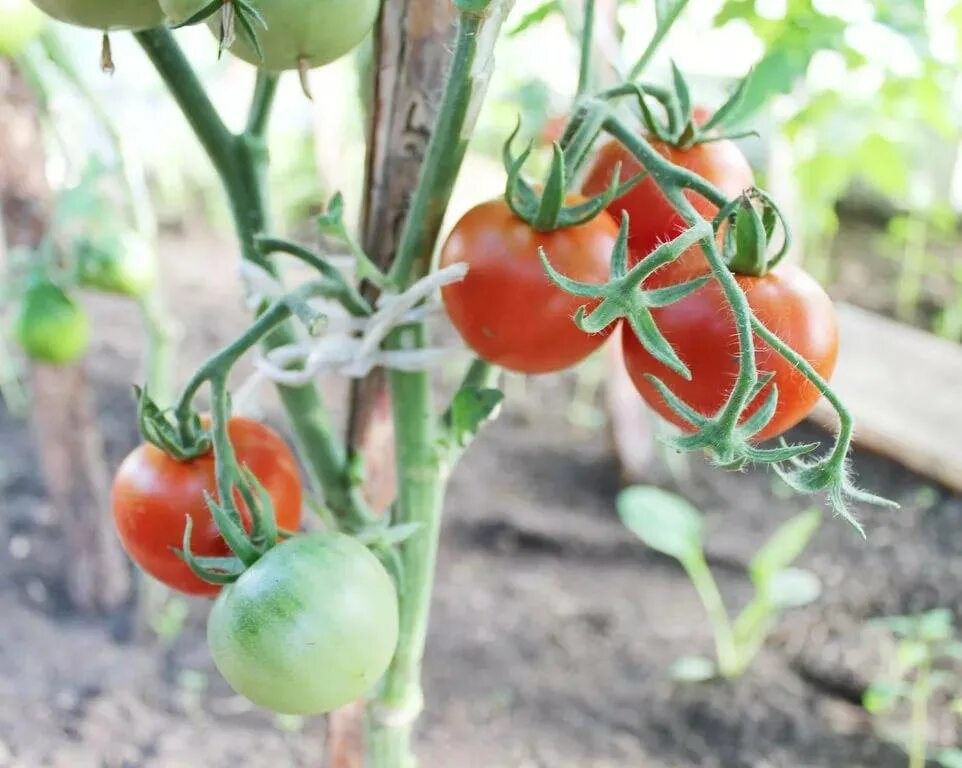 Сорт томата лабрадор. Сорт помидор лабрадор. Семена томат лабрадор. Томат лабрадор улучшенный.