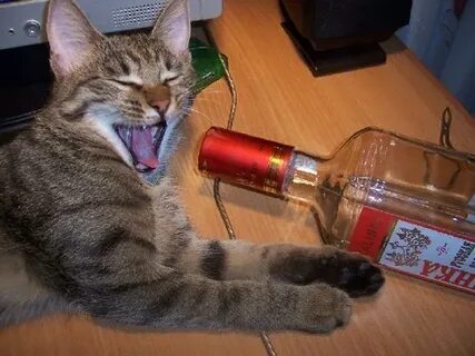Сперва выпьем