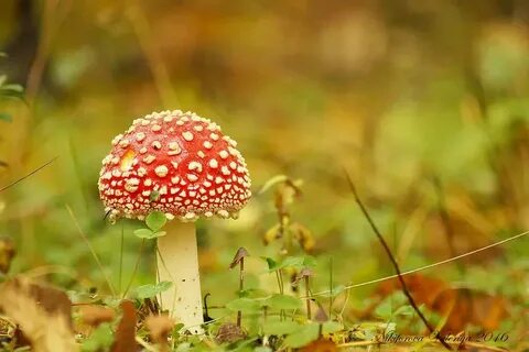 Грибочки песни для детей