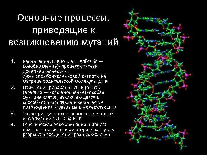 Процесс образования новых мутаций