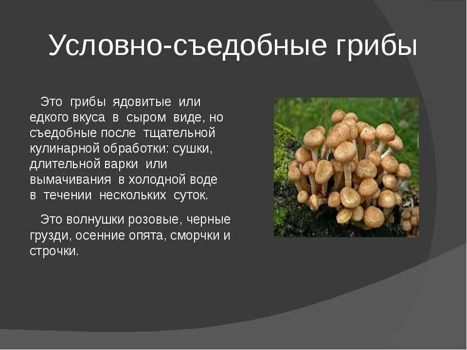 Грибы несъедобные и условно съедобные. Грибы. Что означает условно съедобный гриб. Грибы съедобные условно съедобные несъедобные ядовитые. Условосьедобные грибы.