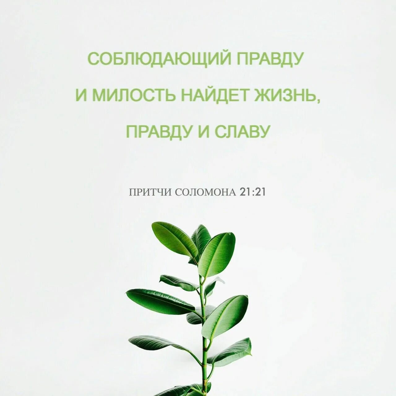 Сейте себе в правду и пожнете милость. Цитаты из библии. Правда и милость. Цитаты про невинность. Христианские открытки горы.
