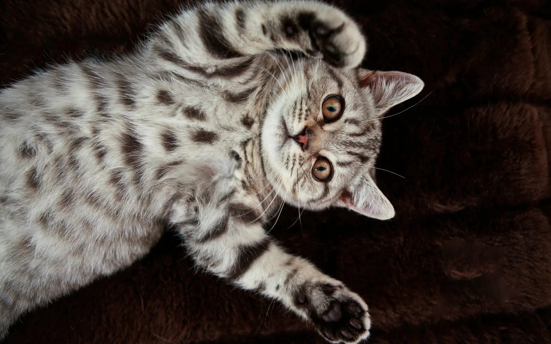 Серые коты с пятнами. Бенгальская кошка снежный Барс. Бенгальская кошка фото снежный Барс. Бенгальский кот полосатый. Шотландская вислоухая кошка пестрая.