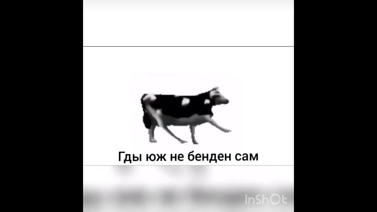 Польская корова песня перевод. Польская корова текст. Корова танцует. Польская корова на русском. Польская корова текст на русском.