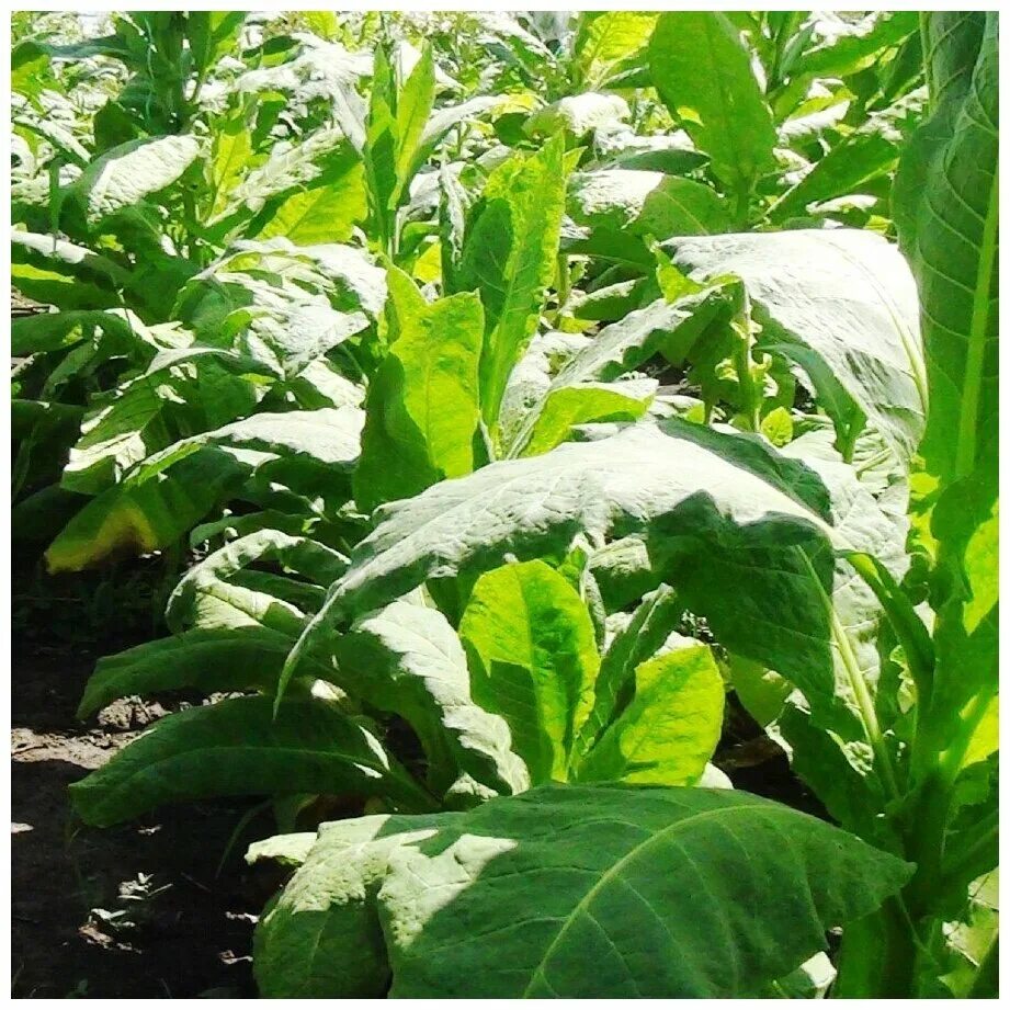 сорта табака отзывы. сорт табака толгский. табак берли растение. табак американ 26. трапезунд 92 табак.