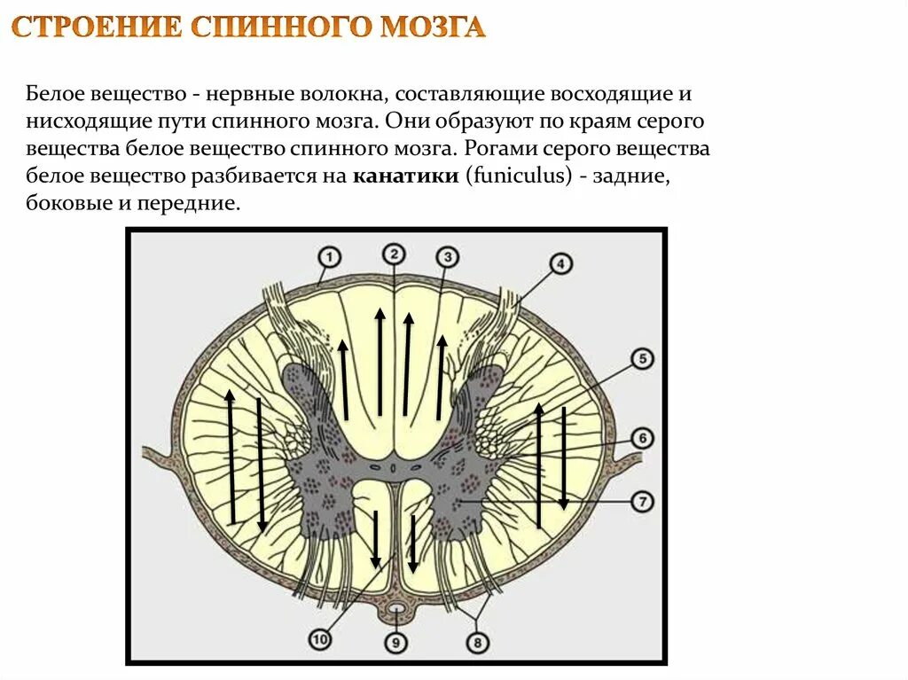 Структура белого вещества спинного мозга. Строение серого и белого вещества спинного мозга. Белое и серое вещество нервной системы человека. Строение серого вещества в спинном мозге. Строение мозга серое и белое вещество