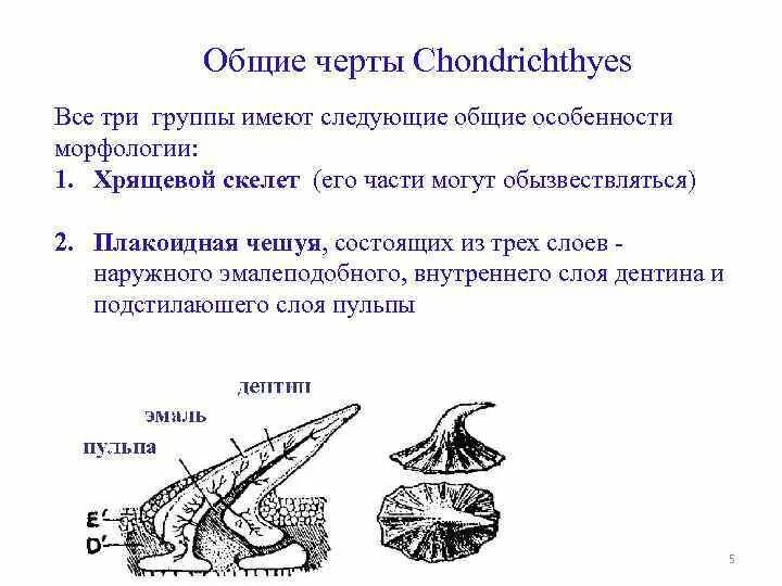 Класс хрящевые рыбы особенности внешнего строения