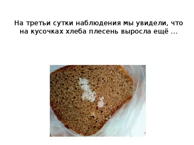 Как быстрее вырастить плесень на хлебе. Плесень на хлебе. опыт с хлебом и плесенью.