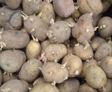 Посадка семенной картошки