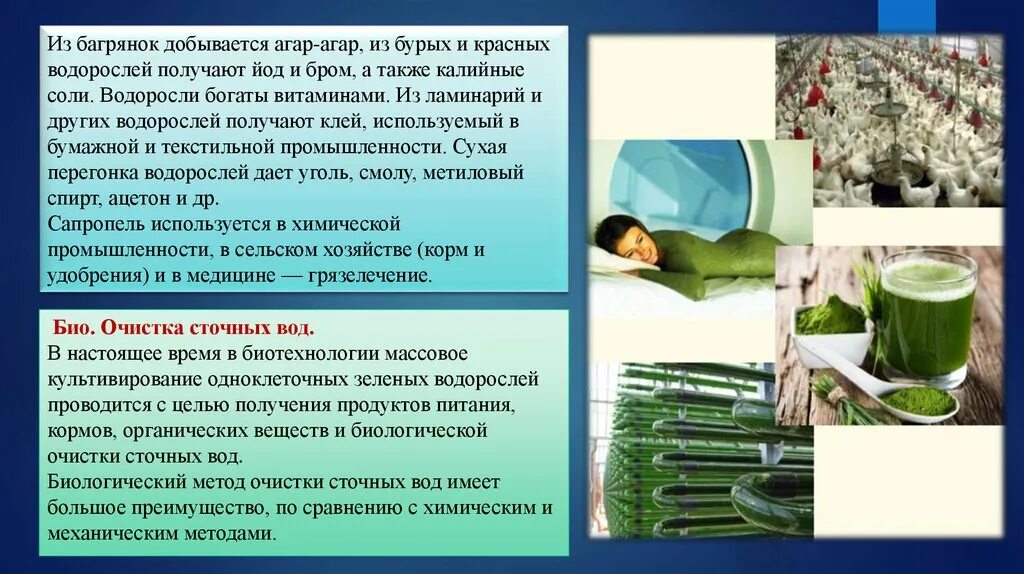 Водоросли в промышленности. Водоросли в биотехнологии. Применение водорослей. Использование водорослей в биотехнологии. Применение водорослей в медицине.