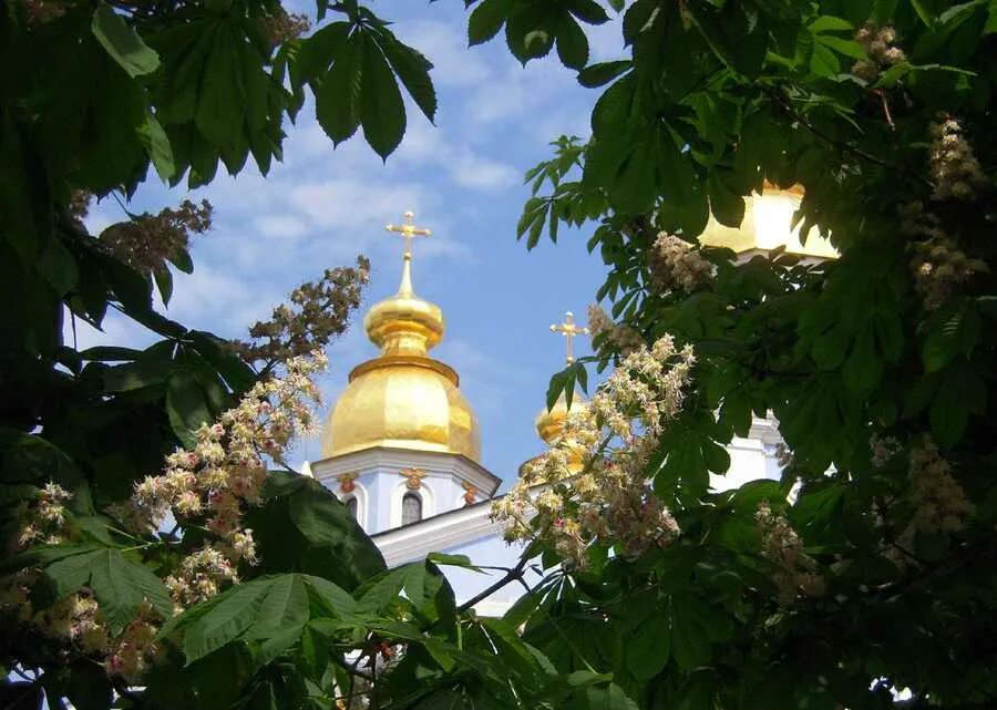 Символ киева каштан. Расцвели каштаны в киеве. Каштаны на крещатике. Украина цветущие каштаны. Каштаны цветут в одессе.