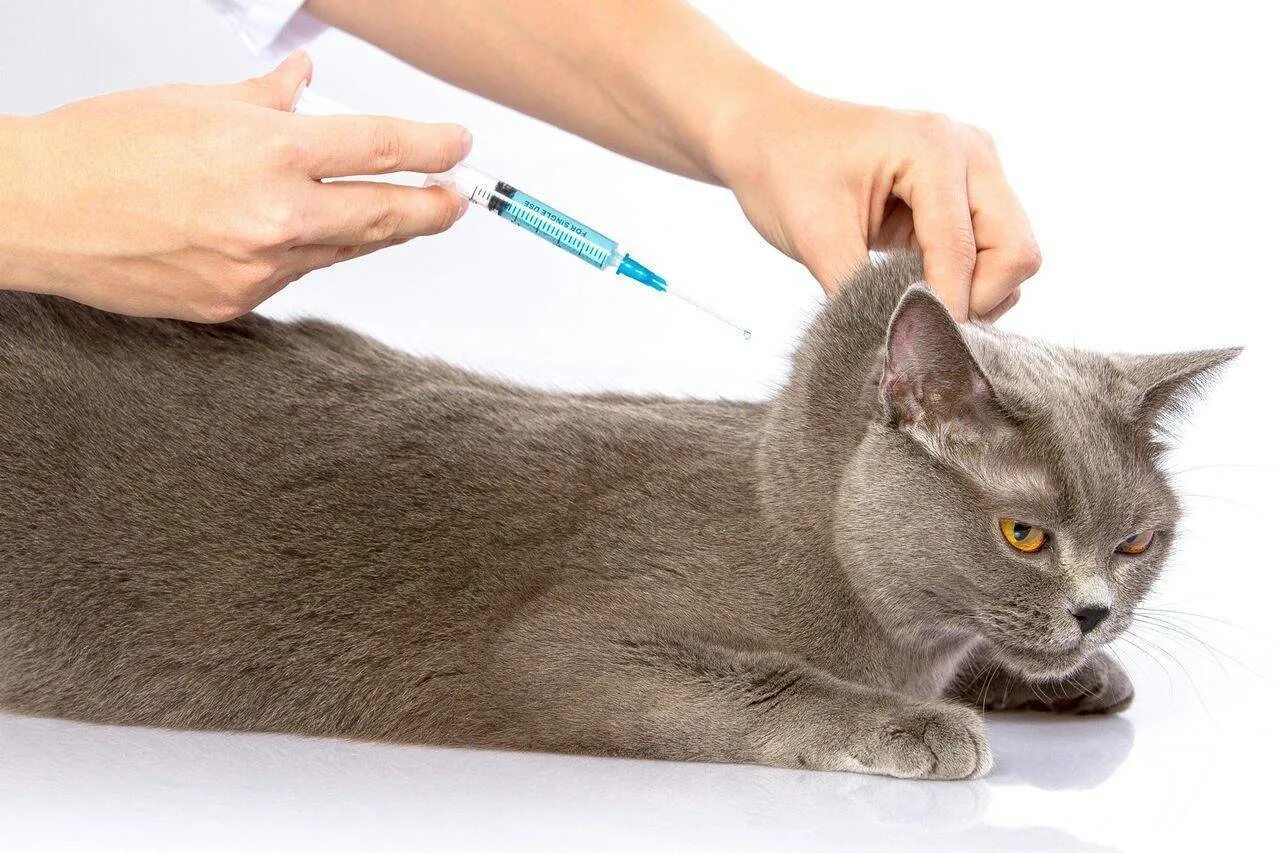 Подкожное введение вакцины. Укол в холку подкожно коту. Укол кошке подкожно в холку. Укол котенку подкожно в холку. Уколы котам в холку.
