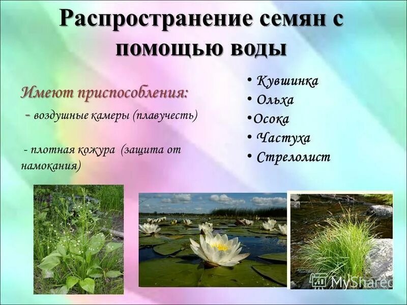 растения распространяющиеся с помощью воды. растения которые распространяются водой. распространение плодов и семян водой. растения которые распространяются водой. распространение растений с помощью воды.