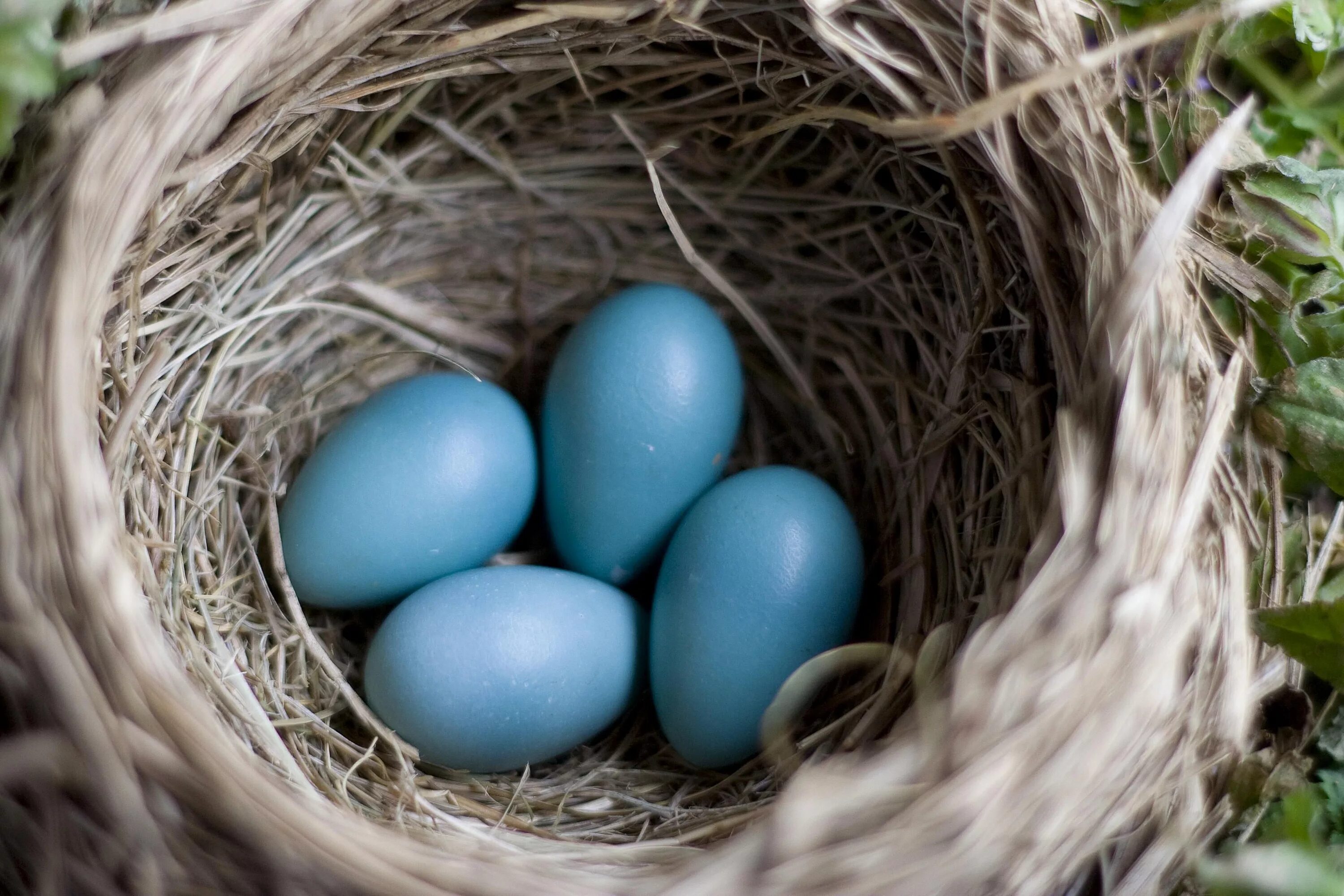 Птичьи яйца. Голубые птичьи яйца. Красивые яйца птиц. Яйца диких птиц. Bird яйца