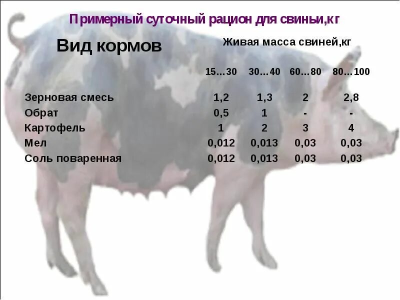 Таблица кормления свиней сухим кормом. Рацион свиньи на день. Сколько съедает свинья в день комбикорма кг. Сколько корма нужно свинье в день.