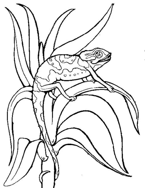 Распечатать хамелеона. Хамелеоны. Раскраска. Раскраска хам. Хамелеон раскраска для детей. Раскраски хамелеонов.