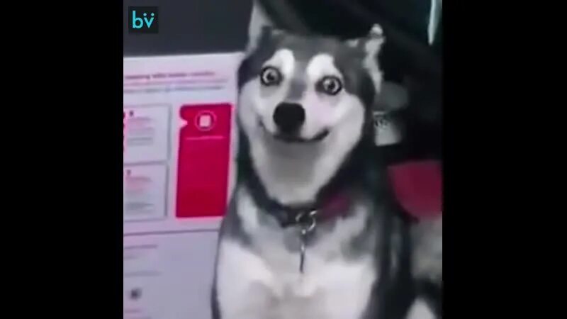 Собака пытается не кашлять
