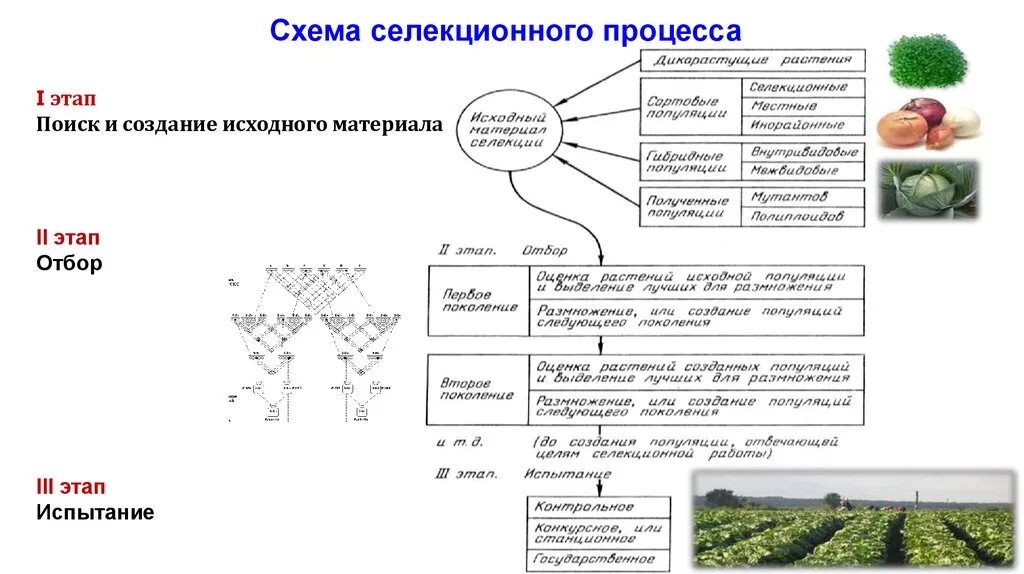 Примеры использования гибридизации в животноводстве Методы селекции презентация 10 класс