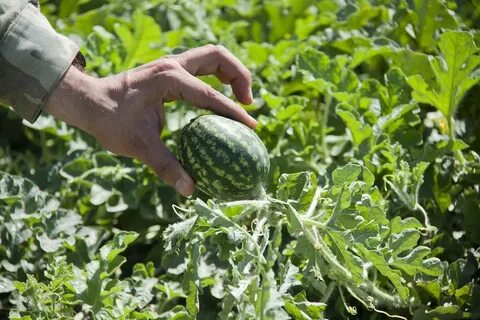 Поле где выращивают арбузы
